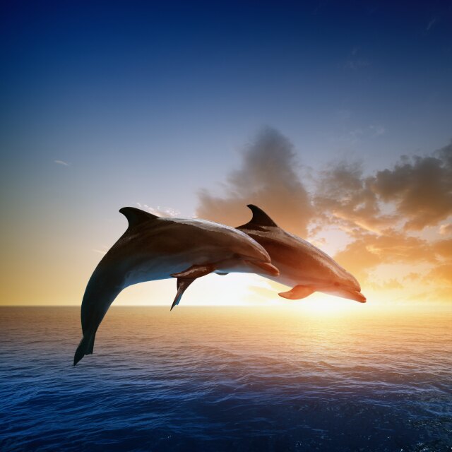 Avvistamento delfini in the Maldives