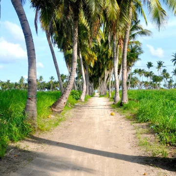 Thoddoo, isola local in Alifu Alifu, Maldive