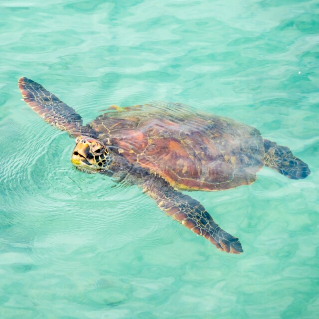 Snorkeling con tartarughe in the Maldives
